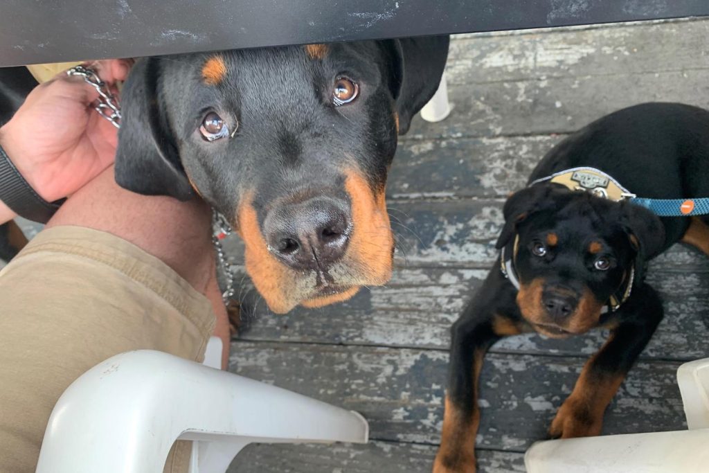 Amarock Rottweiler Puppies Home